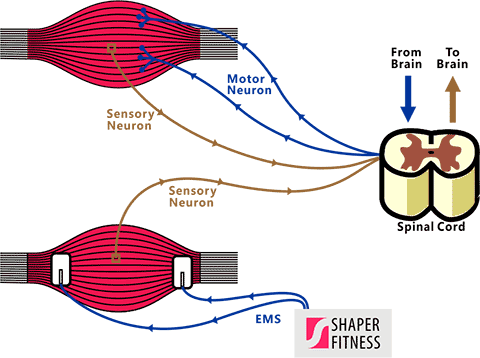 EMS健身锻炼training_theory